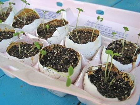 gardeninggrowingineggcarton.jpg