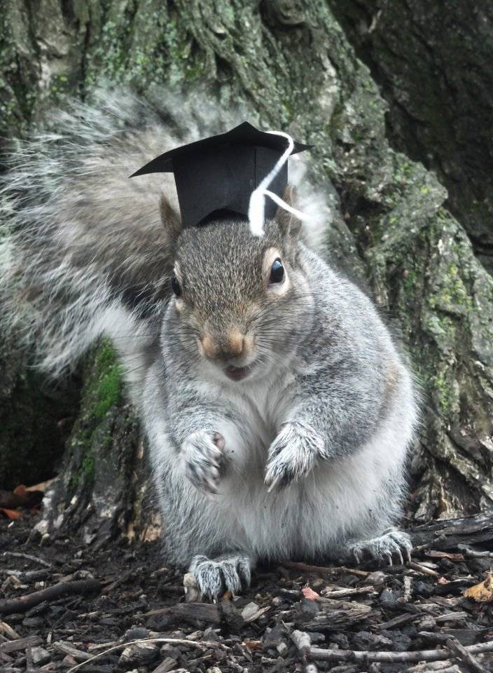 Conoce a Sneezy la ardilla que ama los sombreros VeoVerde Nueva Mujer