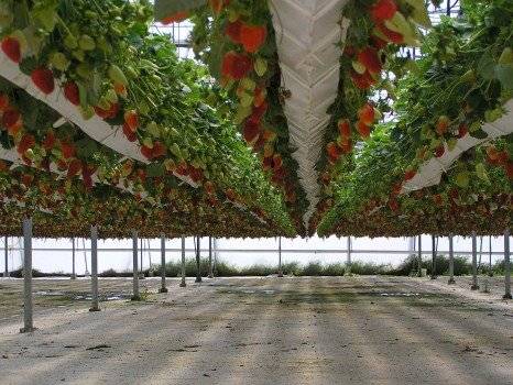 hydroponicgrownipmstrawberrys466x350.jpg
