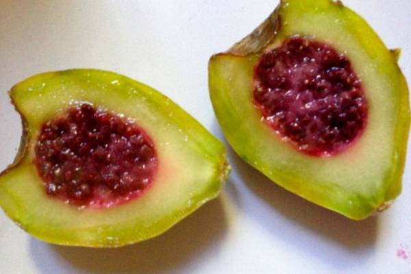 Que es la pitahaya wikipedia