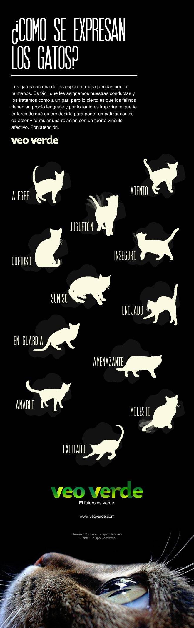 infografogatos.jpg