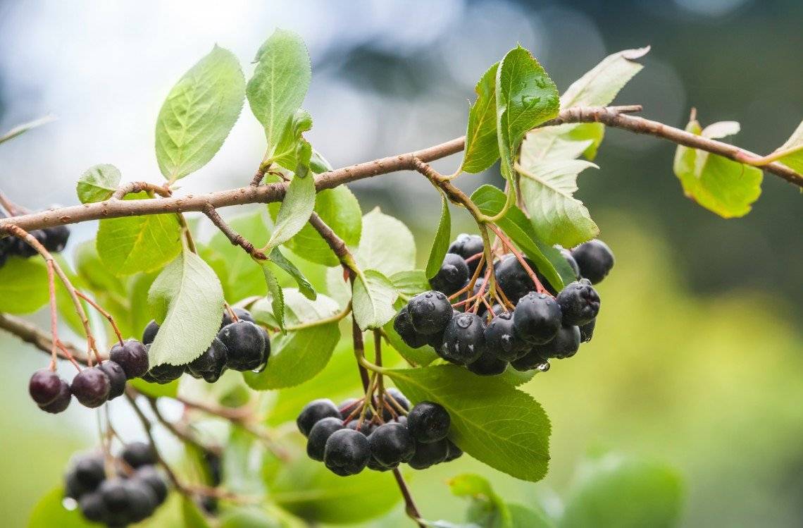 maquiberry.jpg