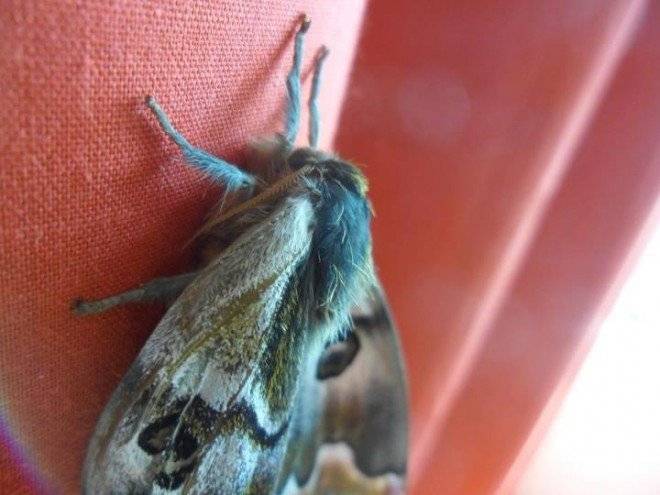 mariposa660x550.jpg