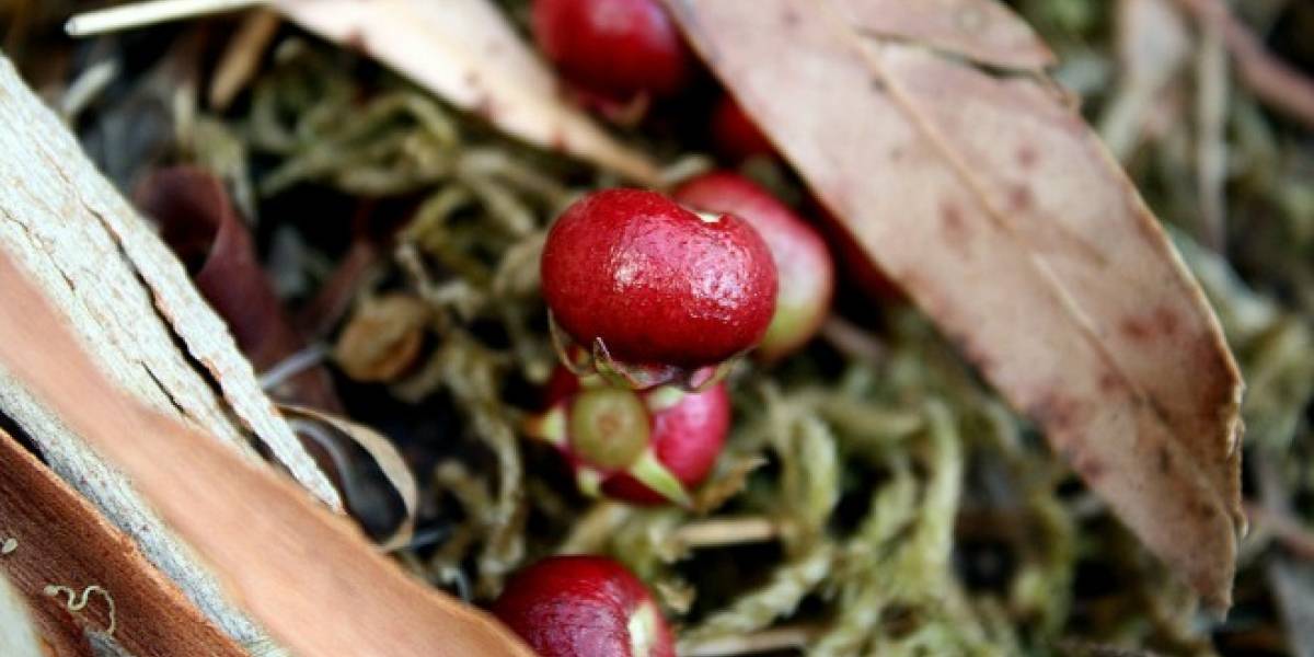 emprendedores convierten murta en polvo para uso en la dieta diaria emprendedores convierten murta en polvo para uso en la dieta diaria