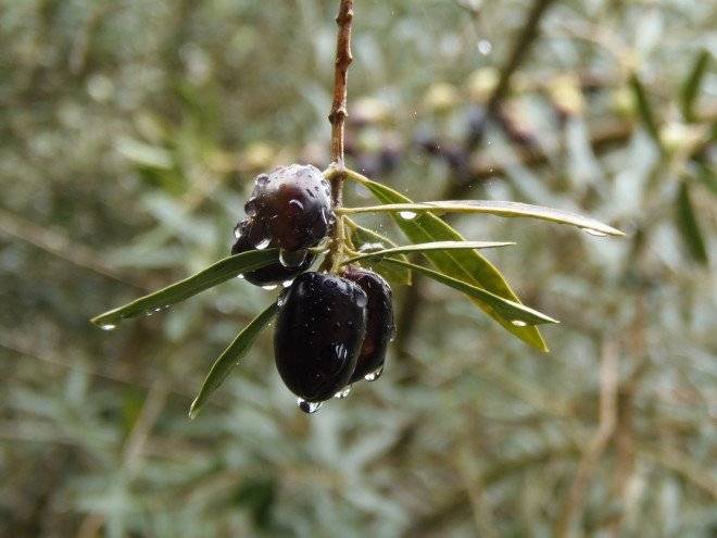 olives10096991920660x550.jpg