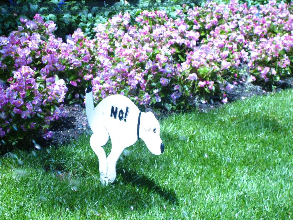 perro.jpg