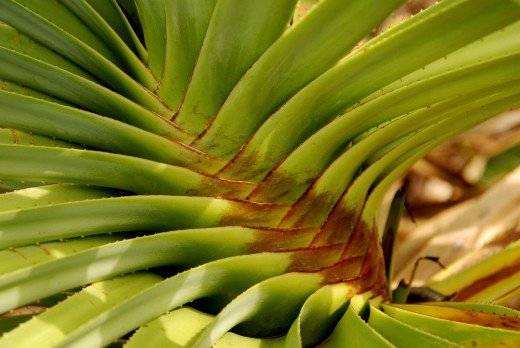 plantdetail520x348.jpg