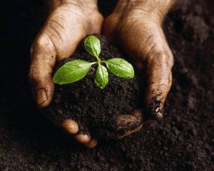 plantnurturedbyhands2437x350.jpg