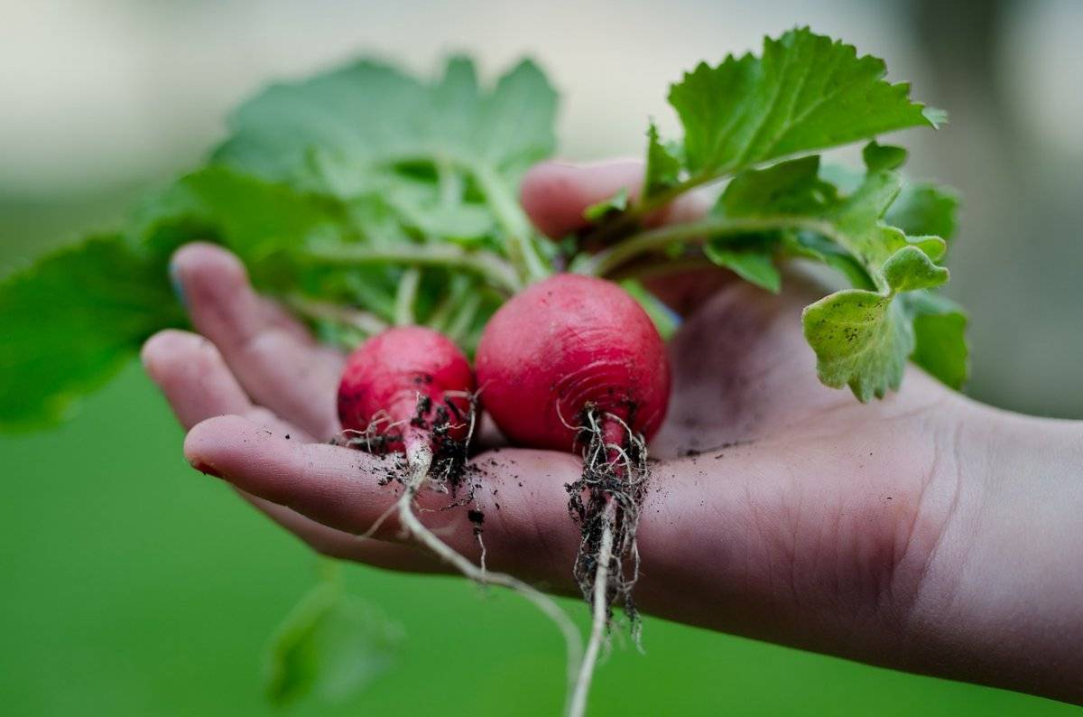 radish7615911280.jpg