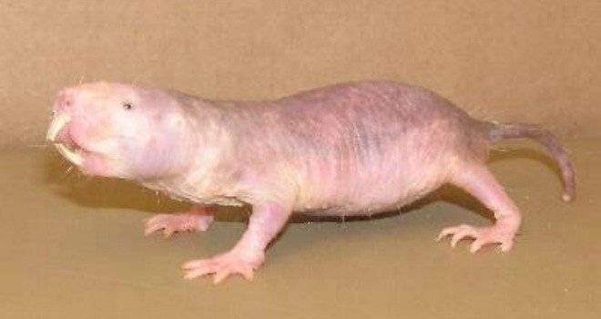 ratatopo.jpg