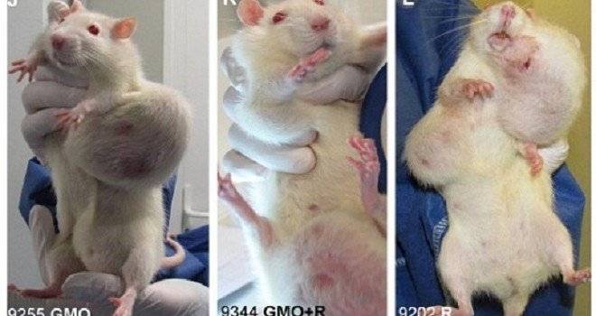 rats.jpg