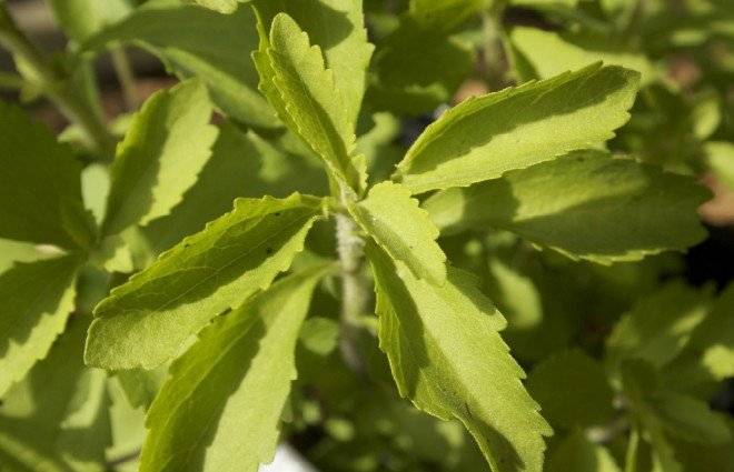 steviaplant660x550.jpg