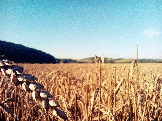 thegrain8787901280660x550.jpg
