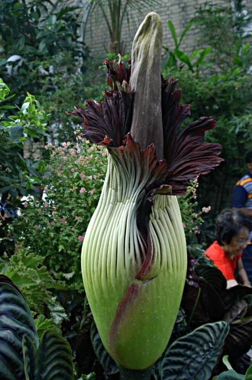 titanarum752-2.jpg