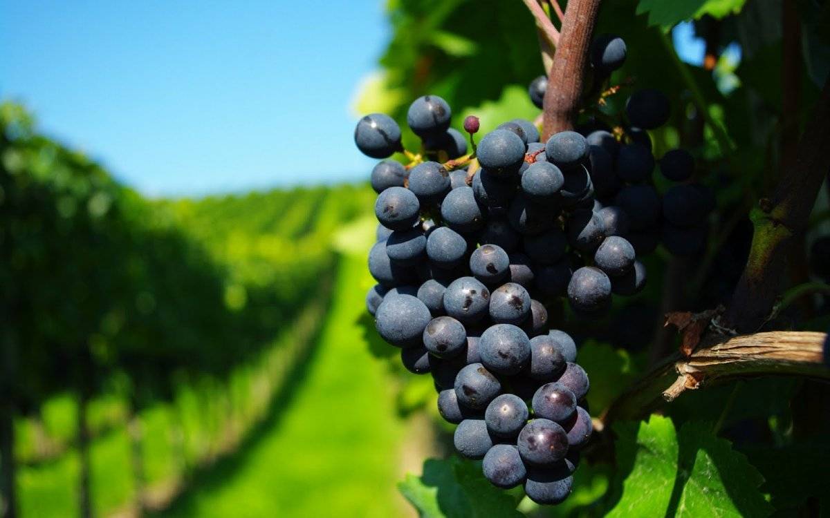 uvas-2.jpg
