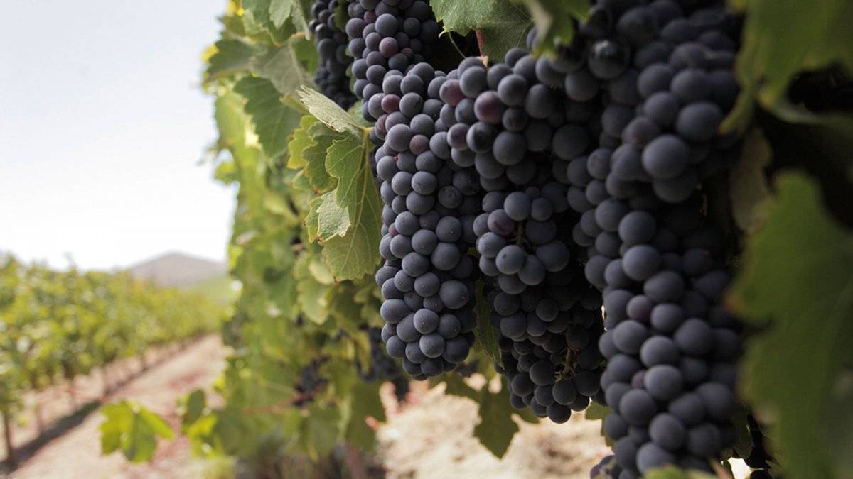 vinoschilenos2015.jpg