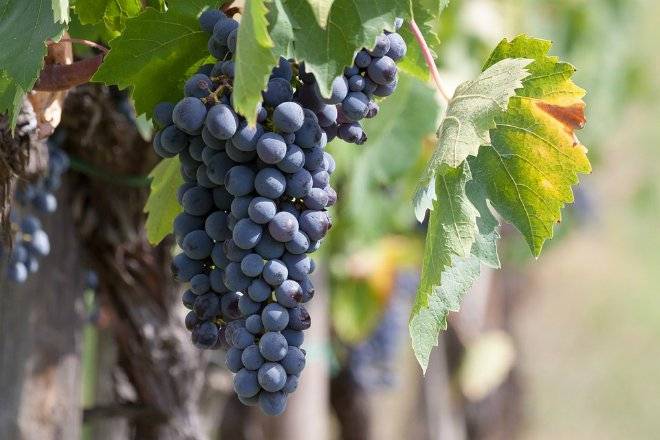 wine989268960720.jpg