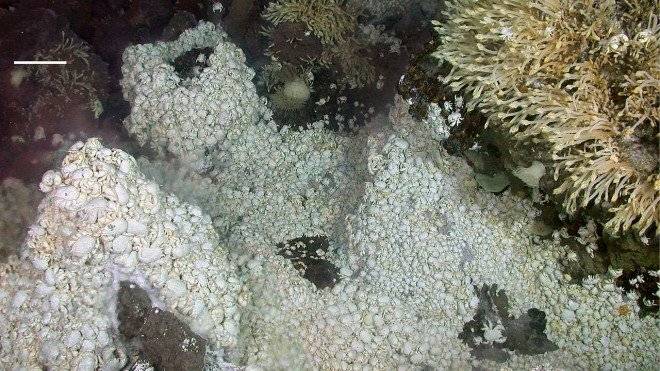 1280pxdensemassofanomurancrabkiwaarounddeepseahydrothermalvent660x550.jpg