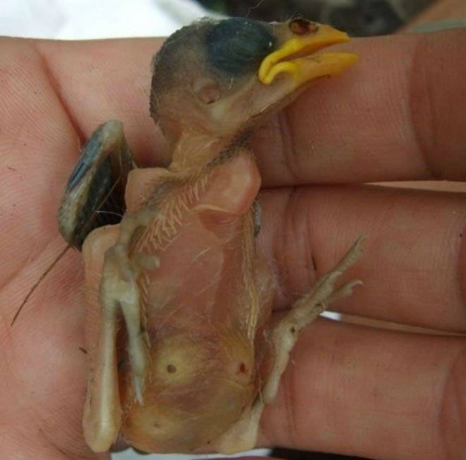151218122314galapagosfinch624x624jenniferkoop.jpg