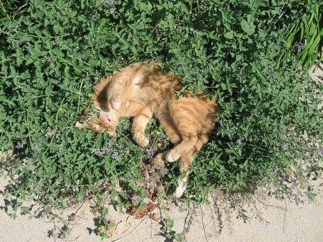 800pxnepetacatariaandsnoozingcat466x350.jpg
