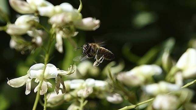 abejas5644x362660x550.jpg