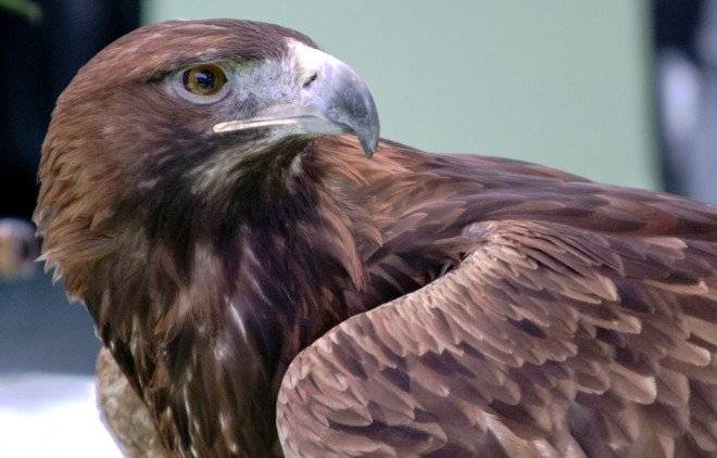 aguila660x550.jpg