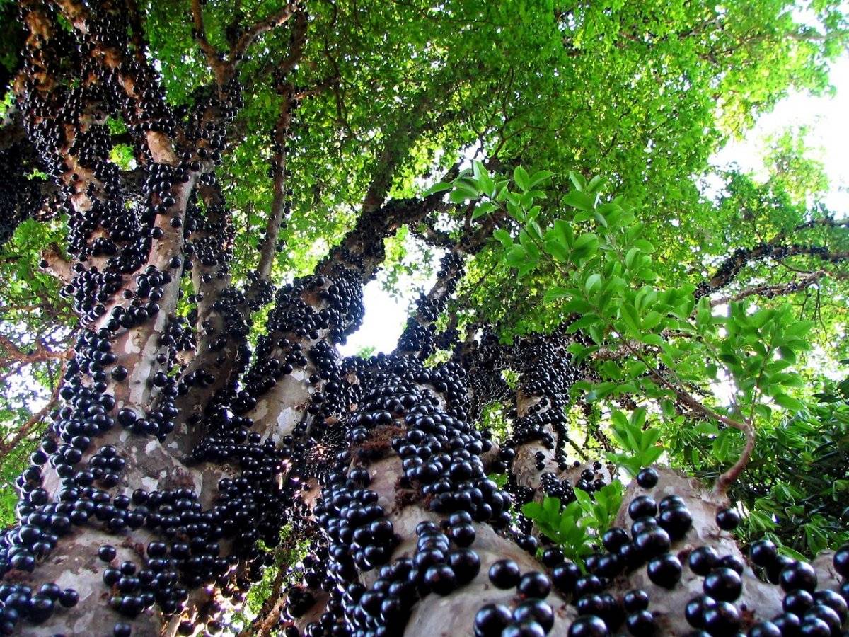 arbol.jpg