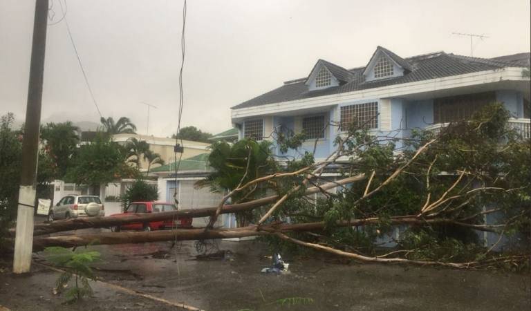 Árbol caído en Guayaquil