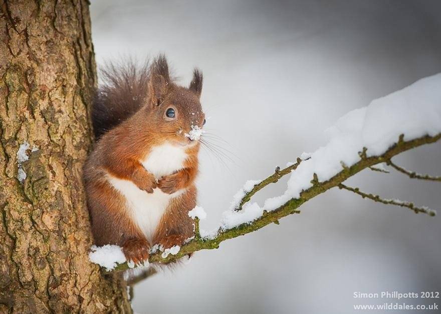 20 maravillosas fotos de animales en la nieve - VeoVerde | Nueva Mujer