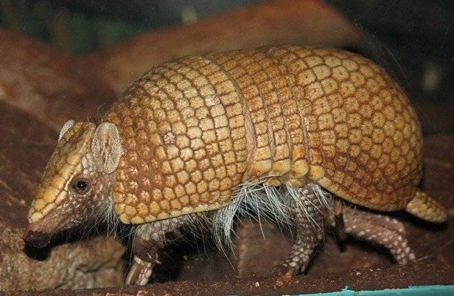 armadillo660x550-1.jpg