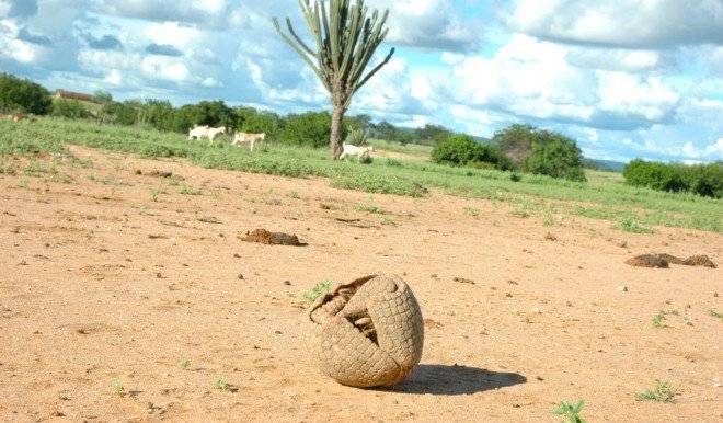 armadillo660x550.jpg