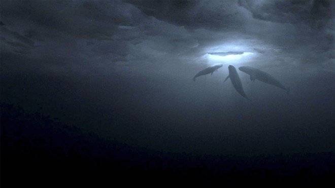 bigmiacle01660x550.jpg
