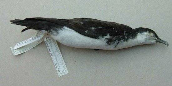 bryansshearwater1550x276.jpg
