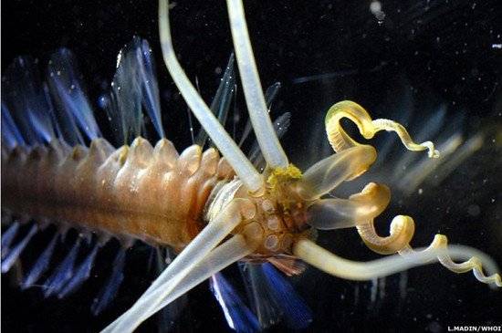 calamar550x365.jpg