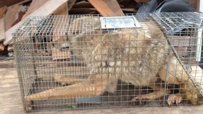 callofthewildmancoyote660x550.jpg