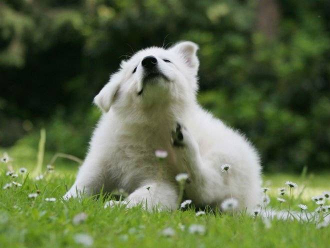 cancaninefleatreatmentslosetheireffectivenessovertime5443952130aba660x550.jpg
