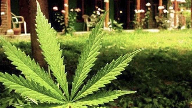 cannabismari660x550.jpg