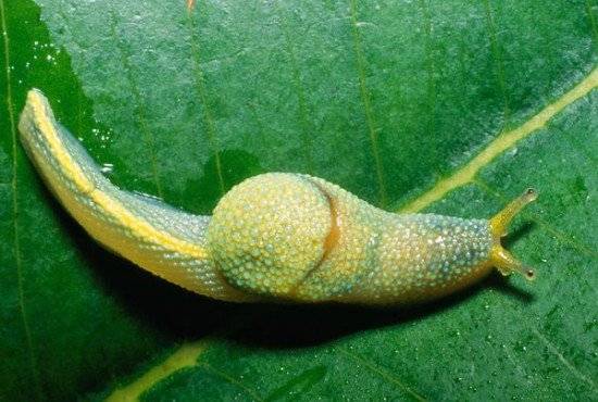 caracolninja550x370.jpg