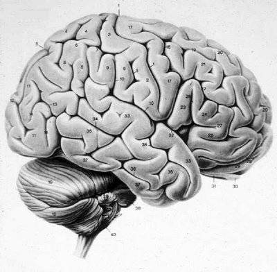 cerebro3.jpg