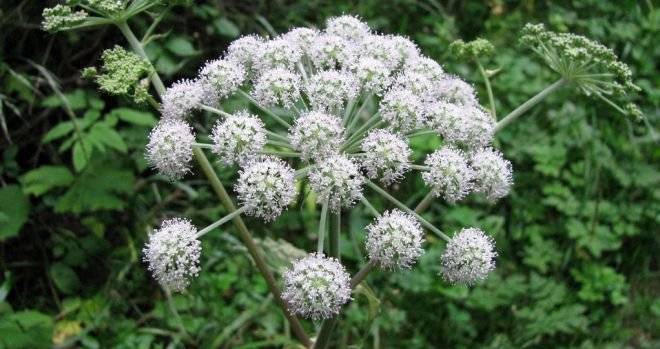cicuta.jpg