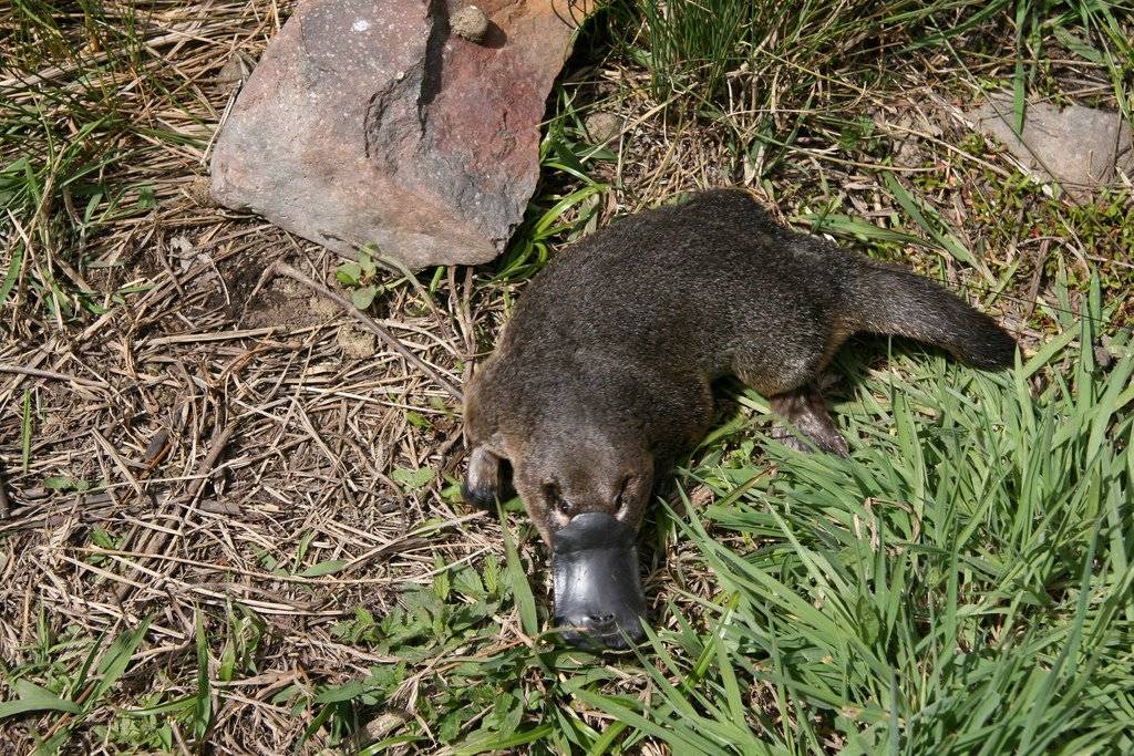 A Que Especie Pertenece El Ornitorrinco