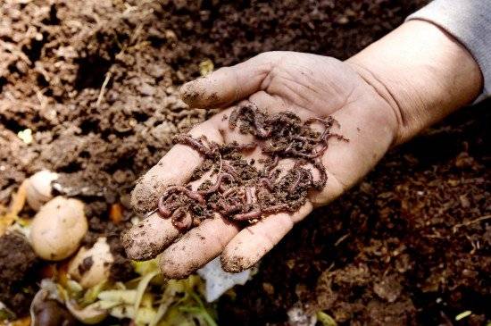 compost550x365.jpg