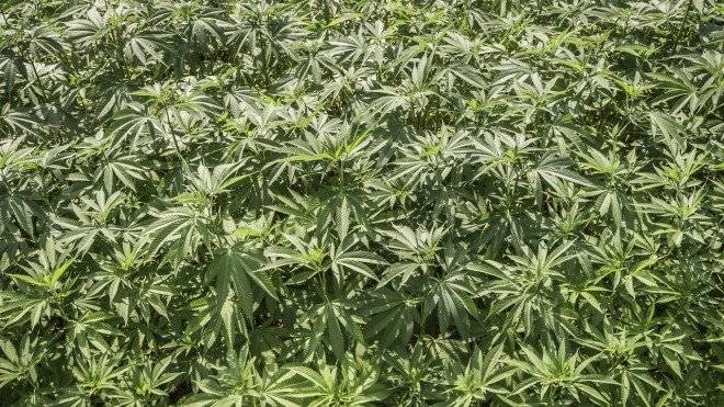 cultivomarihuana660x550.jpg