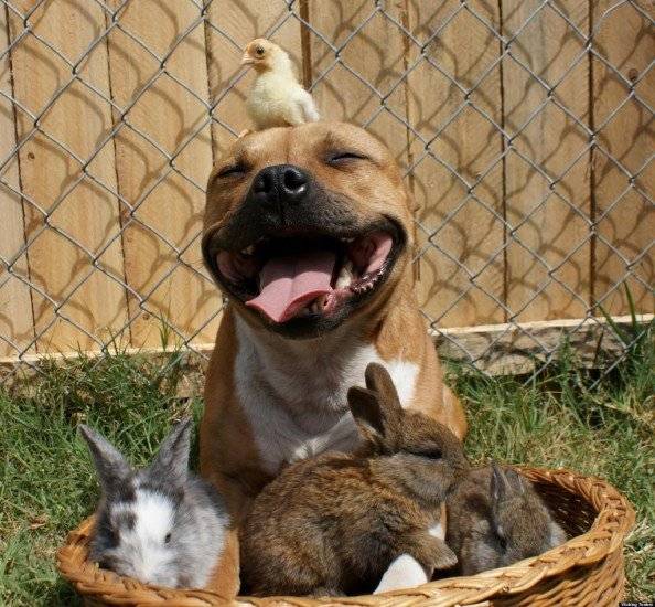 cutepitbull660x550.jpg