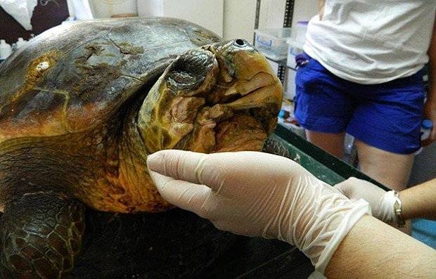 cyborgturtle023309371be1432078066723.jpg