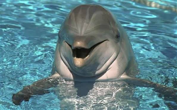 delfin-1.jpg