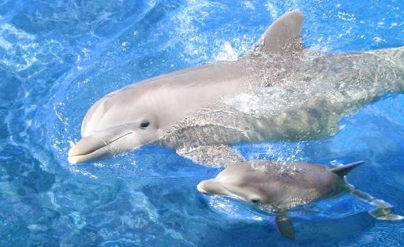 delfinbebe.jpg