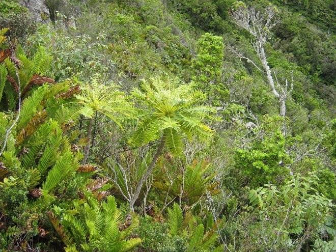 dendroserispinnataplantapriorizadapararecuperar660x550.jpg
