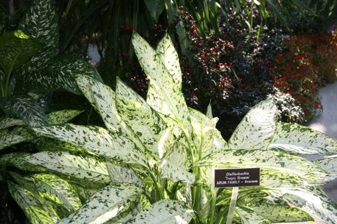 dieffenbachia.jpg