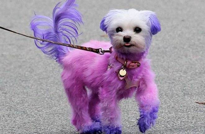 dog-1.jpg